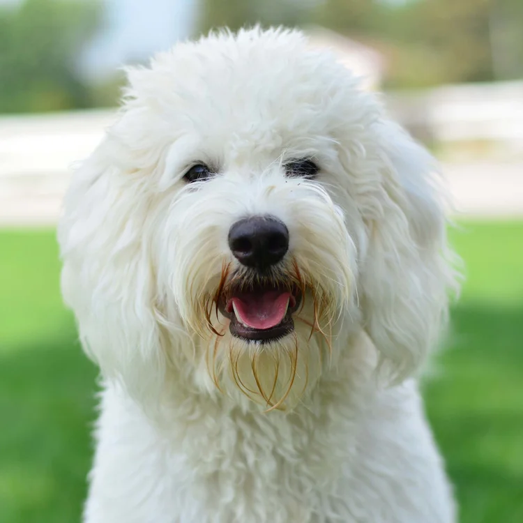 Happy white goldendoodle with tongue out