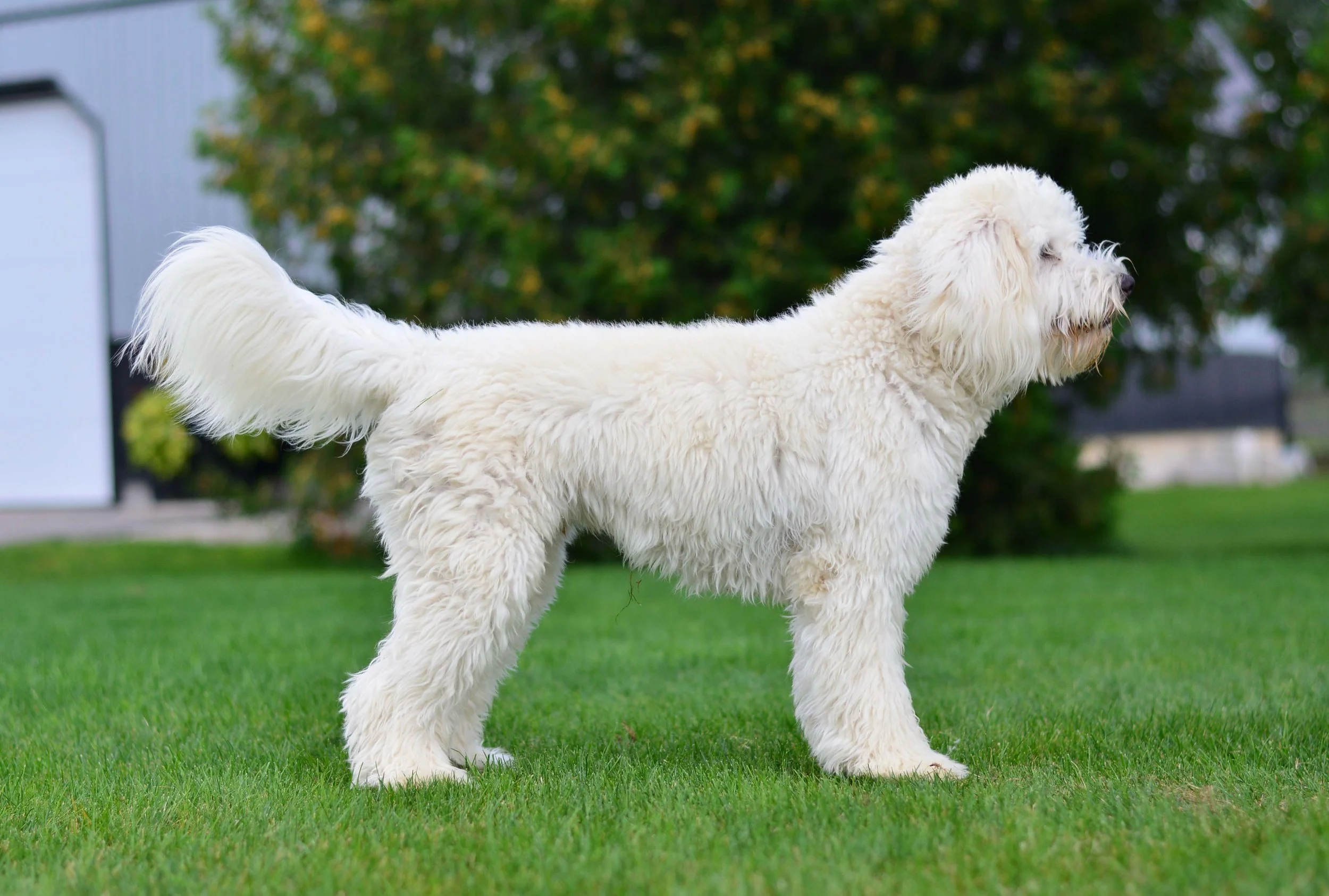 Beautiful white goldendoodle standing on grass